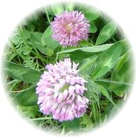 Herbs gallery - Red Clover