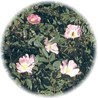 Herbs gallery - Dog Rose