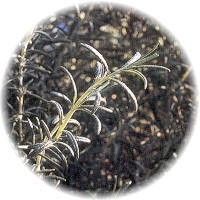 Herbs gallery - Rosemary