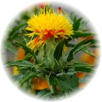 Herbs gallery - Safflower