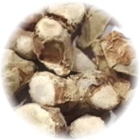 Herbs gallery - Sand Ginger
