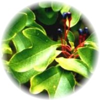 Herbs gallery - Sassafras