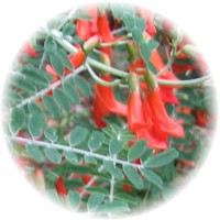 Herbs gallery - Sutherlandia