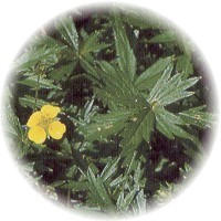 Herbs gallery - Tormentil
