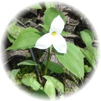 Herbs gallery - Trillium