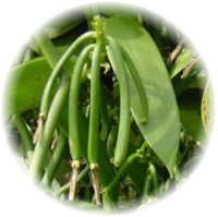 Herbs gallery - Vanilla