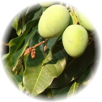 Herbs gallery - Wild Mango