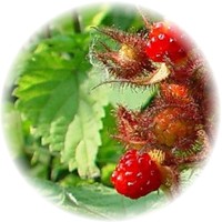Herbs gallery - Wineberry