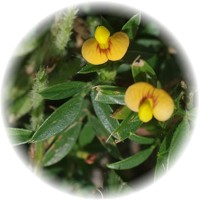 Herbs gallery - Zornia