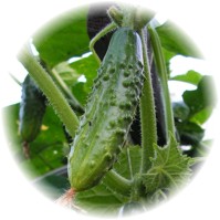 Herbs gallery - Cucumber