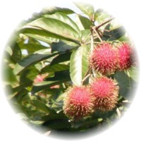 Herbs gallery - Rambutan