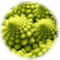 Herbs gallery - Romanesco Broccoli