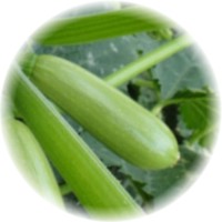 Herbs gallery - Zucchini